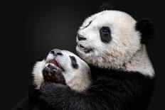 Pandas-Alessandro Catta-Photographic Print