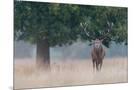 Wood Mount