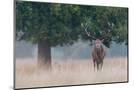 Wood Mount