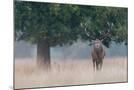 Wood Mount
