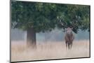 Wood Mount