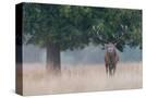 Stretched Canvas