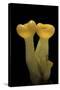 Aleuria Splendens (Cup Fungus)-Paul Starosta-Stretched Canvas