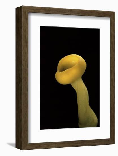 Aleuria Splendens (Cup Fungus)-Paul Starosta-Framed Photographic Print