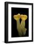 Aleuria Splendens (Cup Fungus)-Paul Starosta-Framed Photographic Print