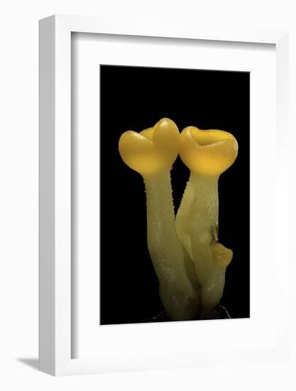 Aleuria Splendens (Cup Fungus)-Paul Starosta-Framed Photographic Print