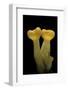 Aleuria Splendens (Cup Fungus)-Paul Starosta-Framed Photographic Print