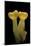 Aleuria Splendens (Cup Fungus)-Paul Starosta-Mounted Photographic Print