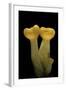 Aleuria Splendens (Cup Fungus)-Paul Starosta-Framed Photographic Print