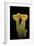 Aleuria Splendens (Cup Fungus)-Paul Starosta-Framed Photographic Print