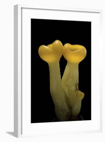 Aleuria Splendens (Cup Fungus)-Paul Starosta-Framed Photographic Print