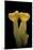 Aleuria Splendens (Cup Fungus)-Paul Starosta-Mounted Photographic Print