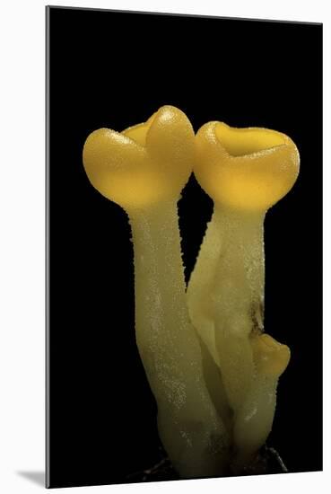 Aleuria Splendens (Cup Fungus)-Paul Starosta-Mounted Photographic Print