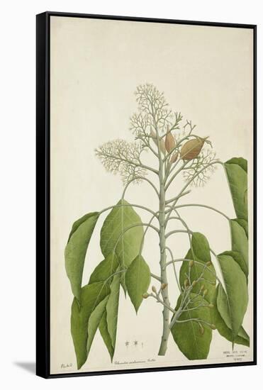 Aleurites Moluccana Willd, 1800-10-null-Framed Stretched Canvas