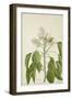 Aleurites Moluccana Willd, 1800-10-null-Framed Giclee Print