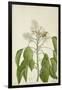 Aleurites Moluccana Willd, 1800-10-null-Framed Giclee Print