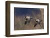 Aleutian cackling geese-Ken Archer-Framed Photographic Print