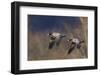 Aleutian cackling geese-Ken Archer-Framed Photographic Print