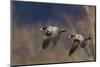 Aleutian cackling geese-Ken Archer-Mounted Photographic Print