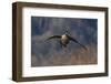 Aleutian cackling goose alighting-Ken Archer-Framed Photographic Print