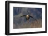 Aleutian cackling goose alighting-Ken Archer-Framed Photographic Print
