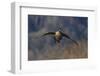 Aleutian cackling goose alighting-Ken Archer-Framed Photographic Print