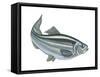 Alewife (Pomolobus Pseudoharengus), Fishes-Encyclopaedia Britannica-Framed Stretched Canvas