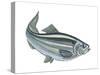 Alewife (Pomolobus Pseudoharengus), Fishes-Encyclopaedia Britannica-Stretched Canvas