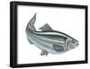 Alewife (Pomolobus Pseudoharengus), Fishes-Encyclopaedia Britannica-Framed Poster