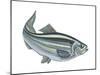 Alewife (Pomolobus Pseudoharengus), Fishes-Encyclopaedia Britannica-Mounted Poster