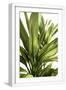 White Frame