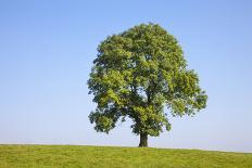 Ash Tree (Fraxinus Excelsior) Growing In A Field-Alex Hyde-Photographic Print