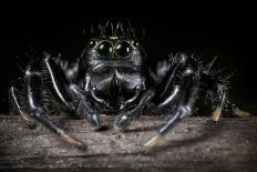 Black Jumping Spider (Salticidae)-Alex Hyde-Photographic Print