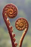 Heart-shaped leaf of Alpine Cyclamen, Croatia-Alex Hyde-Photographic Print