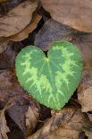 Heart-shaped leaf of Alpine Cyclamen, Croatia-Alex Hyde-Photographic Print