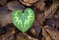 Heart-shaped leaf of Alpine Cyclamen, Croatia-Alex Hyde-Photographic Print