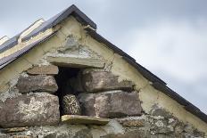 Little Owl (Athene Noctua) Roosting in Stone Field Barn, Peak District National Park, Derbyshire Uk-Alex Hyde-Photographic Print