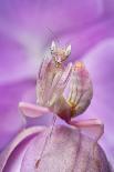 Malaysian Orchid Mantis (Hymenopus Coronatus) Pink Colour Morph, Camouflaged On An Orchid-Alex Hyde-Photographic Print