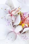 Malaysian Orchid Mantis (Hymenopus Coronatus) White Colour Morph Camouflaged On An Orchid-Alex Hyde-Photographic Print