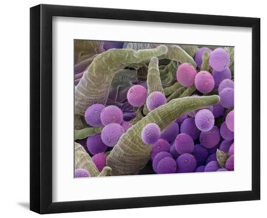 Photographic Print, , large