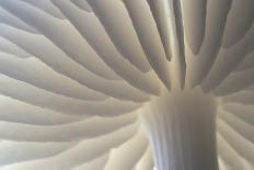 Porcelain Fungus (Oudemansiella Mucida) Gills. Peak District National Park, Derbyshire, UK. October-Alex Hyde-Photographic Print