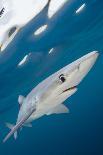 Blue Shark (Prionace Glauca) Swimming Near The Surface Of The English Channel-Alex Mustard-Photographic Print