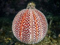 Common hermit crab and Common sea urchin, Scotland-Alex Mustard-Photographic Print