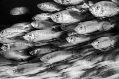 Crescent-tail bigeye school on a coral reef, Maldives-Alex Mustard-Photographic Print