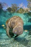 Florida manatee with Blue gill sunfish cleaning it, in a freshwater spring. Crystal River, Florida-Alex Mustard-Photographic Print
