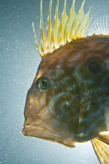 Photographic Print, , large