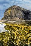 Spaghetti seaweed, Fingal's Cave. Isle of Staffa, Scotland-Alex Mustard-Photographic Print