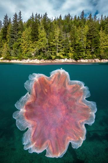 Premium Photographic Print, , large