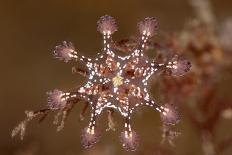 Common hermit crab and Common sea urchin, Scotland-Alex Mustard-Photographic Print