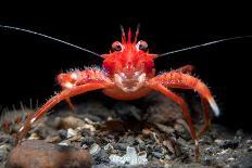 Young Long clawed squat lobster, Loch Linnhe, Scotland-Alex Mustard-Photographic Print